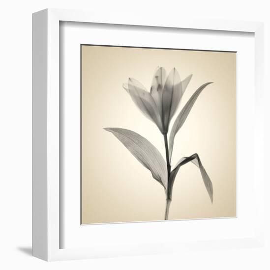 Lemon Lily-Judy Stalus-Framed Art Print