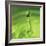 Lemon Lime Drop III-Tammy Putman-Framed Photographic Print