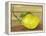 Lemon on a box-Gigi Begin-Framed Premier Image Canvas