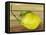 Lemon on a box-Gigi Begin-Framed Premier Image Canvas