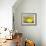 Lemon on a box-Gigi Begin-Framed Giclee Print displayed on a wall