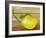 Lemon on a box-Gigi Begin-Framed Giclee Print