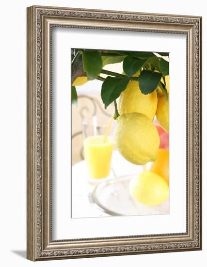 Lemon on a Branch, Citrus Limon-Sweet Ink-Framed Photographic Print