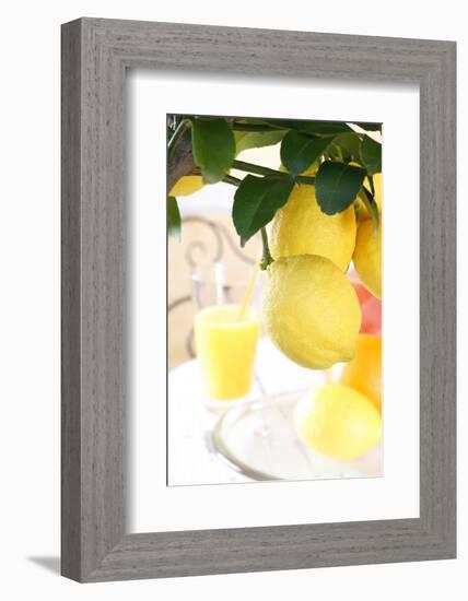 Lemon on a Branch, Citrus Limon-Sweet Ink-Framed Photographic Print