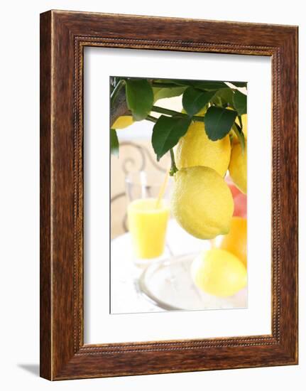 Lemon on a Branch, Citrus Limon-Sweet Ink-Framed Photographic Print