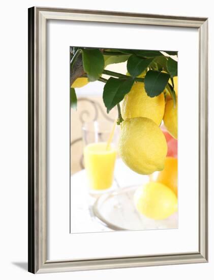 Lemon on a Branch, Citrus Limon-Sweet Ink-Framed Photographic Print