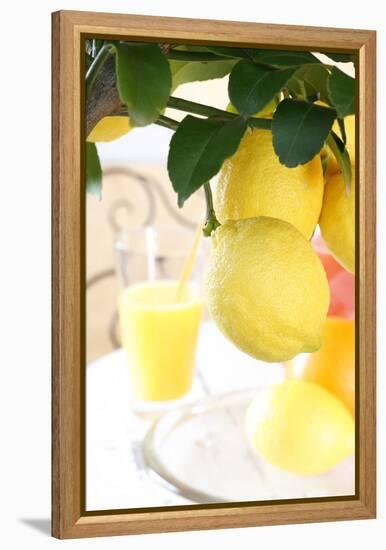 Lemon on a Branch, Citrus Limon-Sweet Ink-Framed Premier Image Canvas