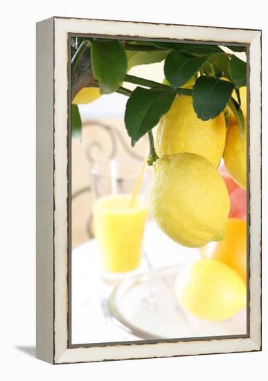 Lemon on a Branch, Citrus Limon-Sweet Ink-Framed Premier Image Canvas