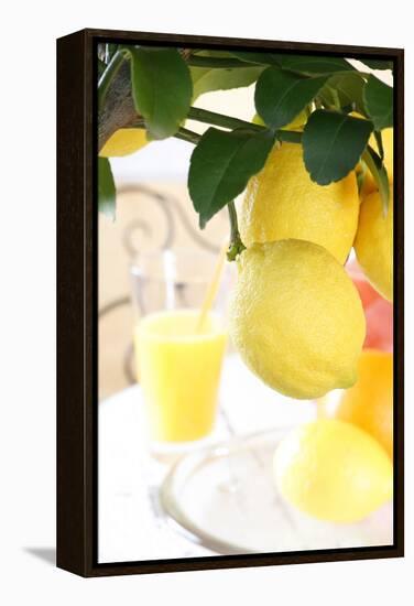 Lemon on a Branch, Citrus Limon-Sweet Ink-Framed Premier Image Canvas