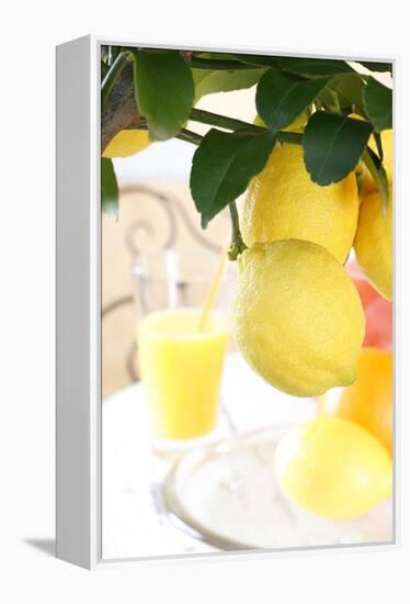 Lemon on a Branch, Citrus Limon-Sweet Ink-Framed Premier Image Canvas