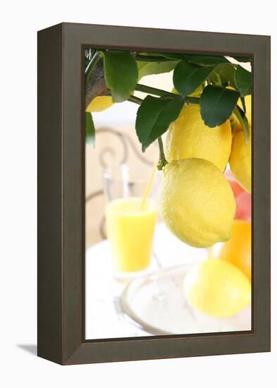 Lemon on a Branch, Citrus Limon-Sweet Ink-Framed Premier Image Canvas