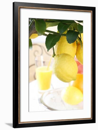Lemon on a Branch, Citrus Limon-Sweet Ink-Framed Premium Photographic Print