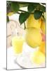 Lemon on a Branch, Citrus Limon-Sweet Ink-Mounted Photographic Print