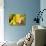 Lemon Orchid I-Dana Styber-Photographic Print displayed on a wall