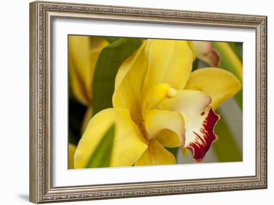 Lemon Orchid I-Dana Styber-Framed Photographic Print