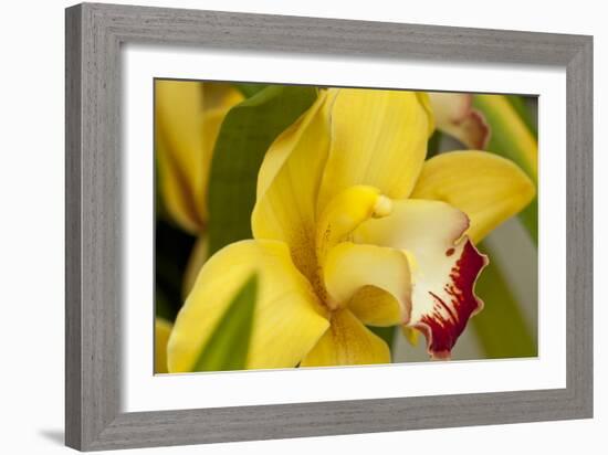 Lemon Orchid I-Dana Styber-Framed Photographic Print