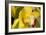 Lemon Orchid I-Dana Styber-Framed Photographic Print