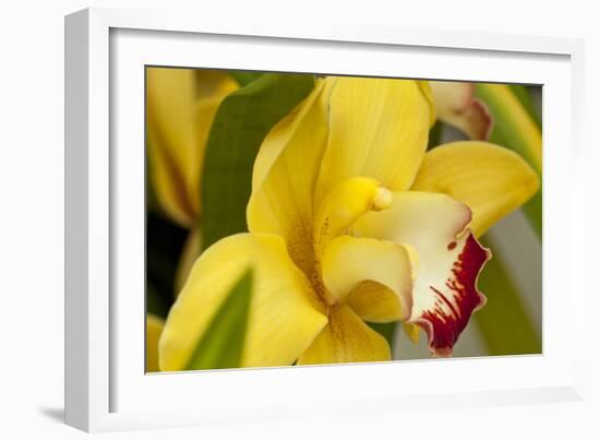 Lemon Orchid I-Dana Styber-Framed Photographic Print