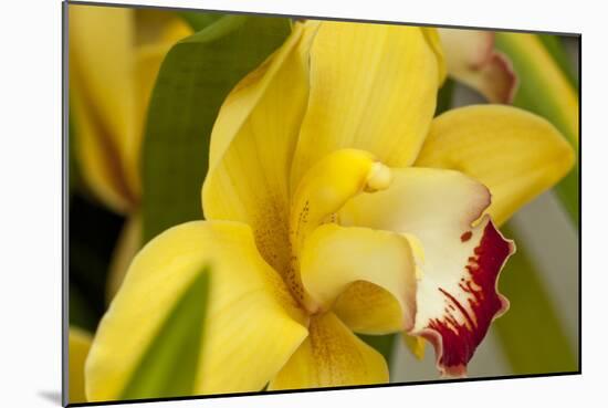 Lemon Orchid I-Dana Styber-Mounted Photographic Print