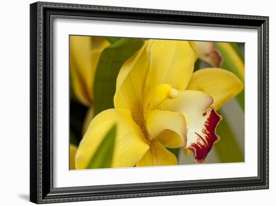 Lemon Orchid I-Dana Styber-Framed Photographic Print