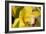 Lemon Orchid I-Dana Styber-Framed Photographic Print