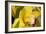 Lemon Orchid I-Dana Styber-Framed Photographic Print