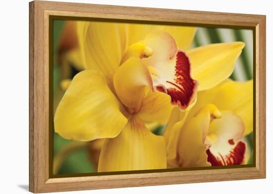 Lemon Orchid II-Dana Styber-Framed Premier Image Canvas