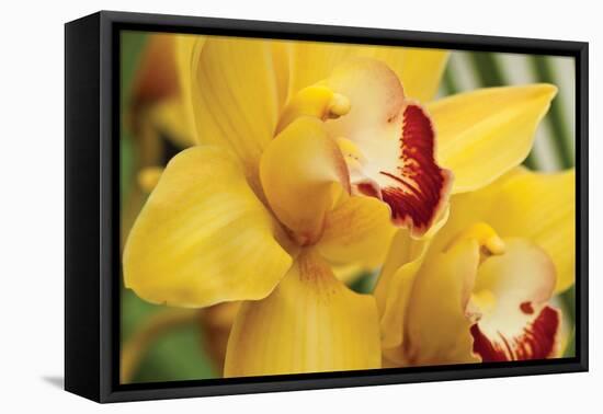 Lemon Orchid II-Dana Styber-Framed Premier Image Canvas