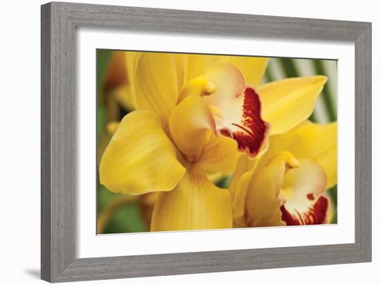 Lemon Orchid II-Dana Styber-Framed Photographic Print