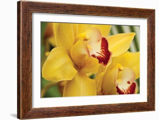 Lemon Orchid II-Dana Styber-Framed Photographic Print