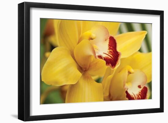 Lemon Orchid II-Dana Styber-Framed Photographic Print