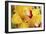 Lemon Orchid II-Dana Styber-Framed Photographic Print