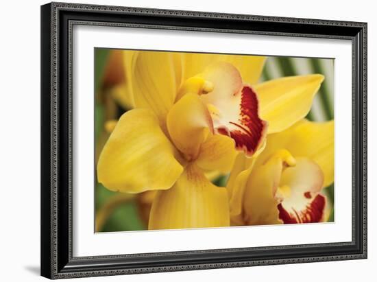 Lemon Orchid II-Dana Styber-Framed Photographic Print