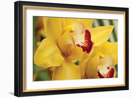 Lemon Orchid II-Dana Styber-Framed Photographic Print