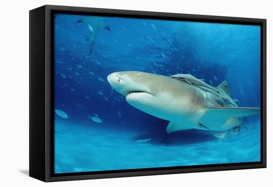 Lemon Shark, Negaprion Brevirostris, Bahamas, Grand Bahama Island, Atlantic Ocean-Reinhard Dirscherl-Framed Premier Image Canvas