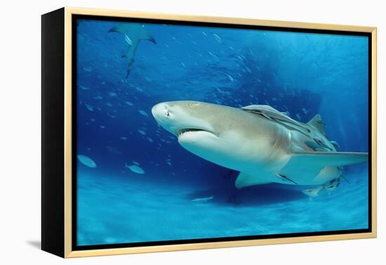 Lemon Shark, Negaprion Brevirostris, Bahamas, Grand Bahama Island, Atlantic Ocean-Reinhard Dirscherl-Framed Premier Image Canvas