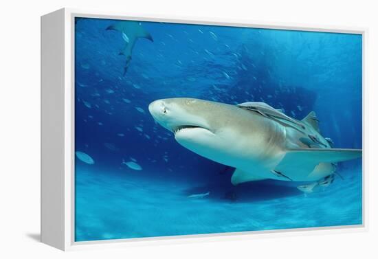 Lemon Shark, Negaprion Brevirostris, Bahamas, Grand Bahama Island, Atlantic Ocean-Reinhard Dirscherl-Framed Premier Image Canvas