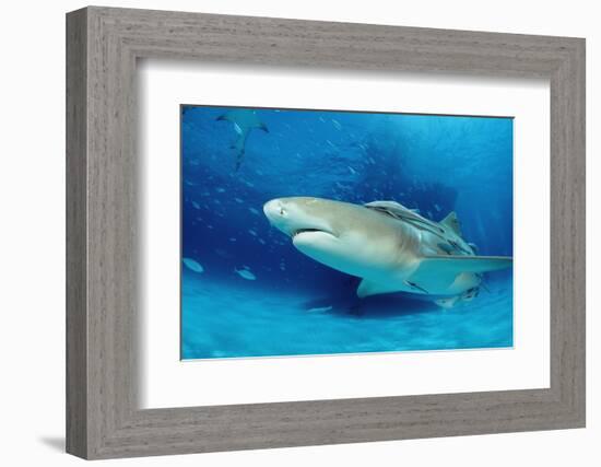 Lemon Shark, Negaprion Brevirostris, Bahamas, Grand Bahama Island, Atlantic Ocean-Reinhard Dirscherl-Framed Photographic Print