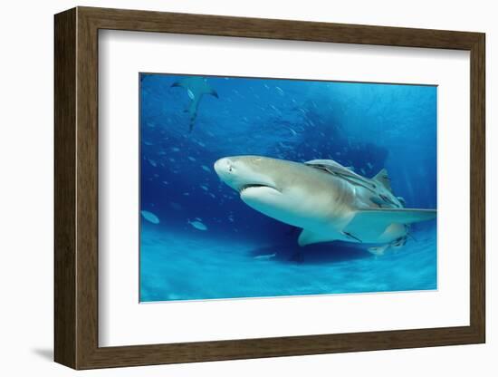 Lemon Shark, Negaprion Brevirostris, Bahamas, Grand Bahama Island, Atlantic Ocean-Reinhard Dirscherl-Framed Photographic Print