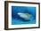 Lemon Shark, Negaprion Brevirostris, Bahamas, Grand Bahama Island, Atlantic Ocean-Reinhard Dirscherl-Framed Photographic Print