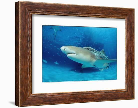 Lemon Shark, Negaprion Brevirostris, Bahamas, Grand Bahama Island, Atlantic Ocean-Reinhard Dirscherl-Framed Photographic Print