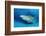 Lemon Shark, Negaprion Brevirostris, Bahamas, Grand Bahama Island, Atlantic Ocean-Reinhard Dirscherl-Framed Photographic Print