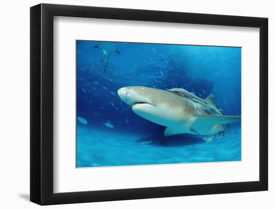 Lemon Shark, Negaprion Brevirostris, Bahamas, Grand Bahama Island, Atlantic Ocean-Reinhard Dirscherl-Framed Photographic Print