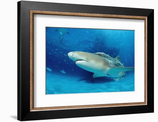 Lemon Shark, Negaprion Brevirostris, Bahamas, Grand Bahama Island, Atlantic Ocean-Reinhard Dirscherl-Framed Photographic Print