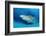 Lemon Shark, Negaprion Brevirostris, Bahamas, Grand Bahama Island, Atlantic Ocean-Reinhard Dirscherl-Framed Photographic Print