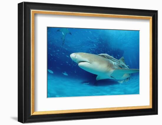 Lemon Shark, Negaprion Brevirostris, Bahamas, Grand Bahama Island, Atlantic Ocean-Reinhard Dirscherl-Framed Photographic Print