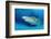 Lemon Shark, Negaprion Brevirostris, Bahamas, Grand Bahama Island, Atlantic Ocean-Reinhard Dirscherl-Framed Photographic Print