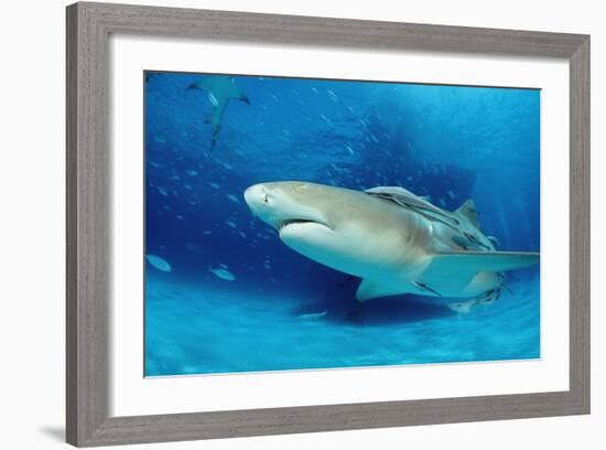 Lemon Shark, Negaprion Brevirostris, Bahamas, Grand Bahama Island, Atlantic Ocean-Reinhard Dirscherl-Framed Photographic Print