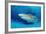 Lemon Shark, Negaprion Brevirostris, Bahamas, Grand Bahama Island, Atlantic Ocean-Reinhard Dirscherl-Framed Photographic Print