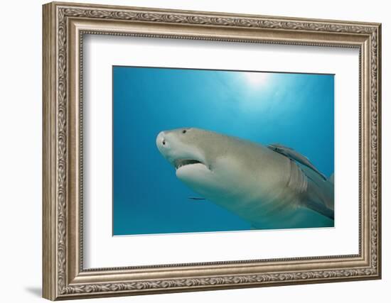 Lemon Shark, Negaprion Brevirostris, Bahamas, Grand Bahama Island, Atlantic Ocean-Reinhard Dirscherl-Framed Photographic Print